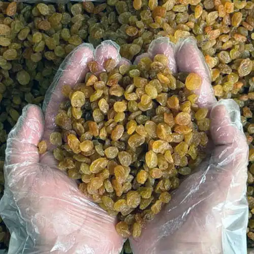 خرید کشمش