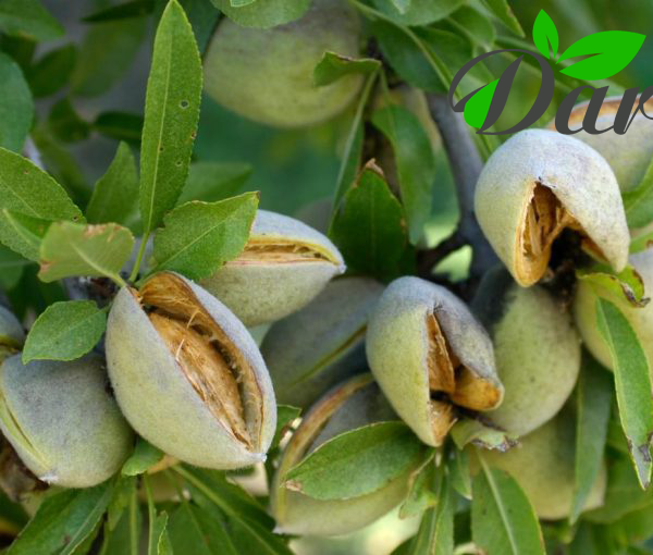 خرید عمده بادام از باغدار