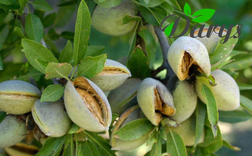 خرید عمده بادام از باغدار