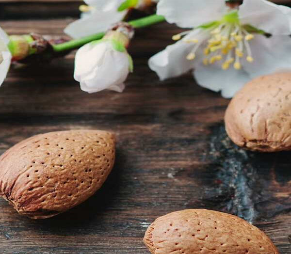 صادرات بادام مامایی به چین