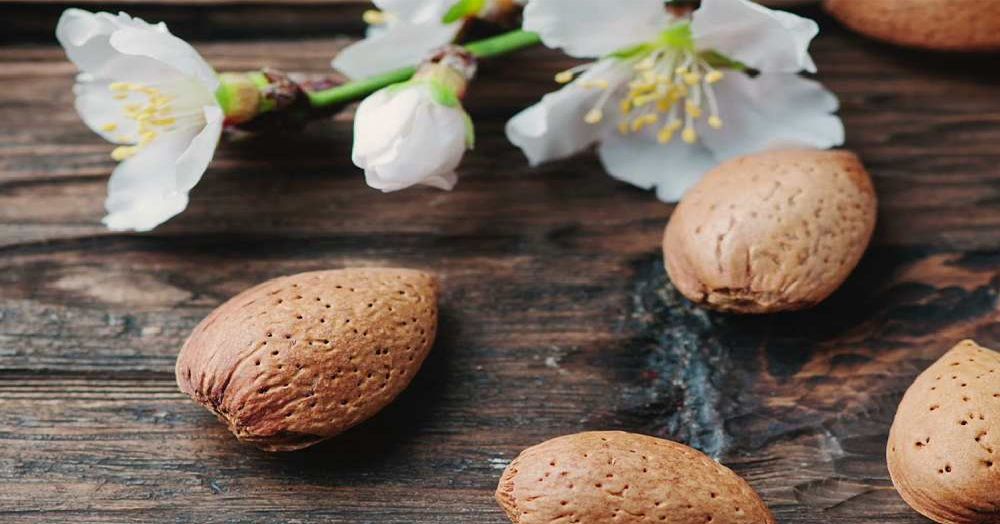 صادرات بادام مامایی به چین