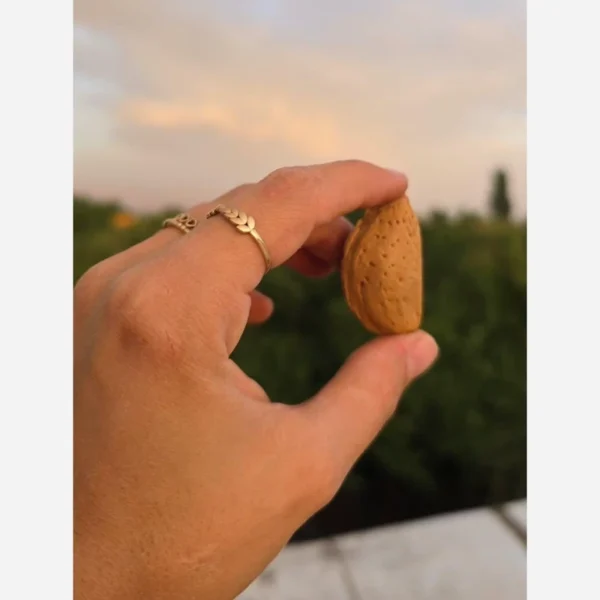صادرات بادام مامایی به ترکیه