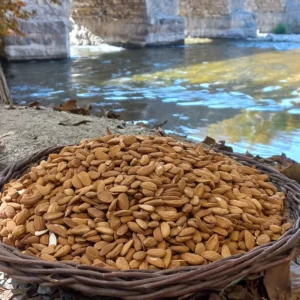 صادرات بادام مامایی به عراق