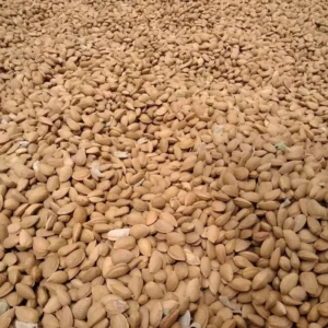 خرید مستقیم بادام مامایی از کشاورز