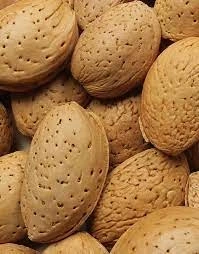 صادرات بادام ربیع فرآوری‌ شده، فرصت‌ های سودآور
