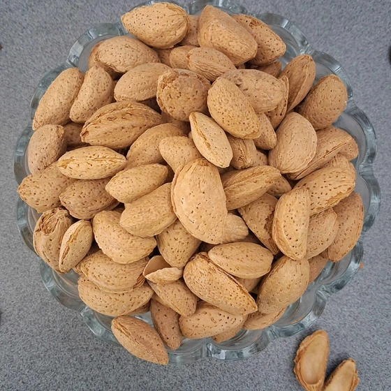 فروش عمده بادام ربیع تازه با تخفیف ویژه