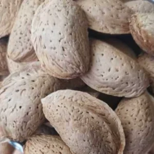 شرایط صادرات بادام ربیع ممتاز