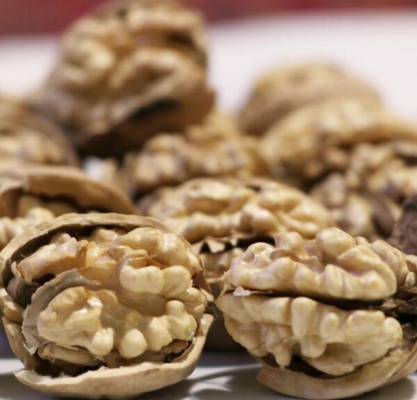 راهنمای خرید گردوی تویسرکان مناسب صادرات