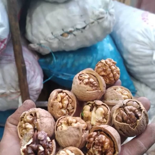 راهنمای انتخاب گردوی تویسرکان برای مغز سفید تمیز