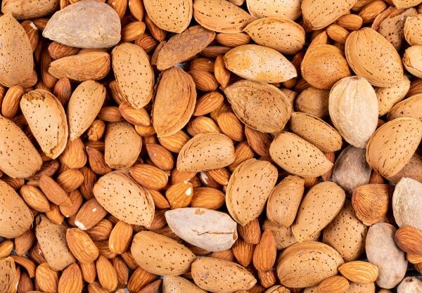 صادرات بادام ربیع ایرانی به اروپا و آسیای میانه