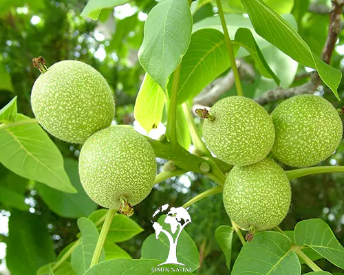 راهنمای خرید اینترنتی گردوی تویسرکان باکیفیت