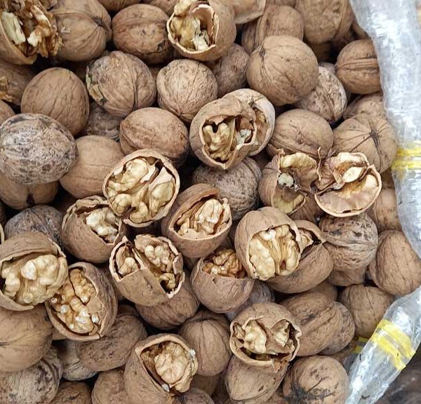 خرید گردو تویسرکان با فاکتور و شرایط همکاری تجاری