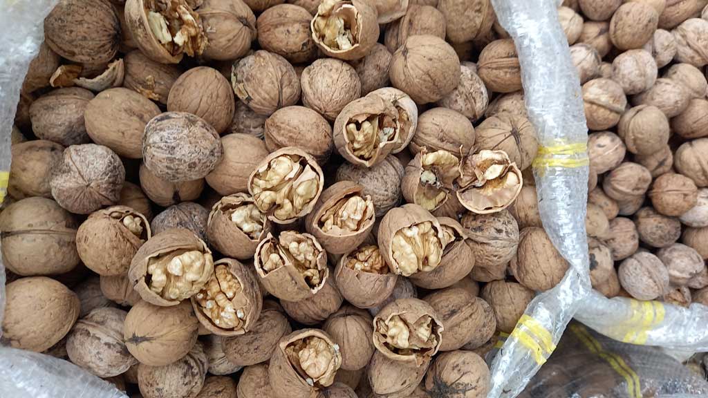 خرید گردو تویسرکان با فاکتور و شرایط همکاری تجاری
