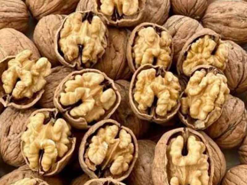 بهترین گردوی پوست کاغذی ایران را از کجا بخریم؟