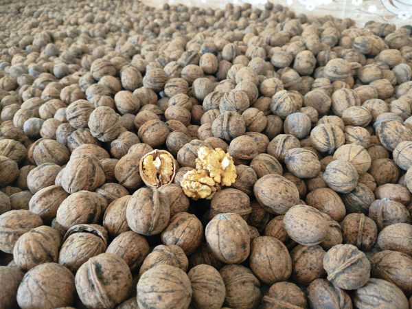 سود صادرات گردوی تویسرکان چقدر است؟