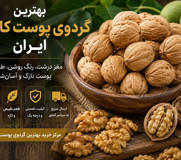 قیمت عمده گردوی پوست کاغذی برای صادرات در سال 2026 را بررسی کنید آشنایی با عوامل مؤثر بر قیمت، بازارهای صادراتی، کیفیت گردو و نکات خرید عمده از تأمین‌کنندگان معتبر