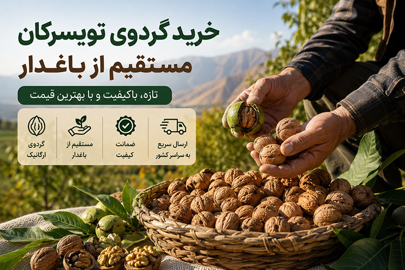 خرید گردوی تویسرکان مستقیم از باغدار