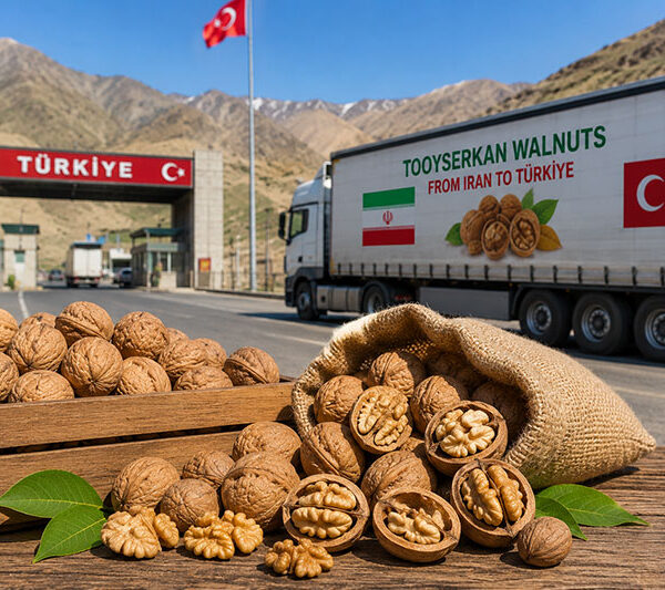 صادرات گردوی تویسرکان به ترکیه