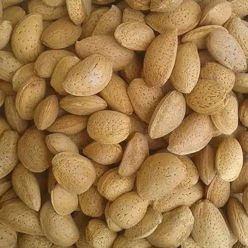 خرید بادام سنگی