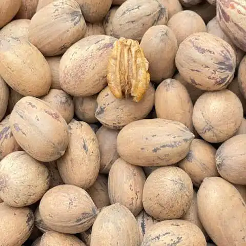 خرید گردوی پکان